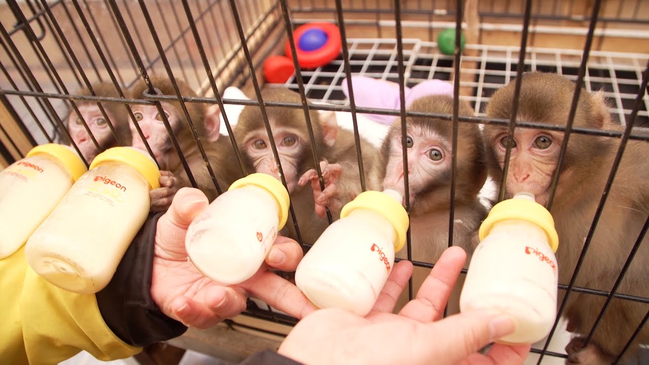 Very cute baby monkey SP！ - YouTube