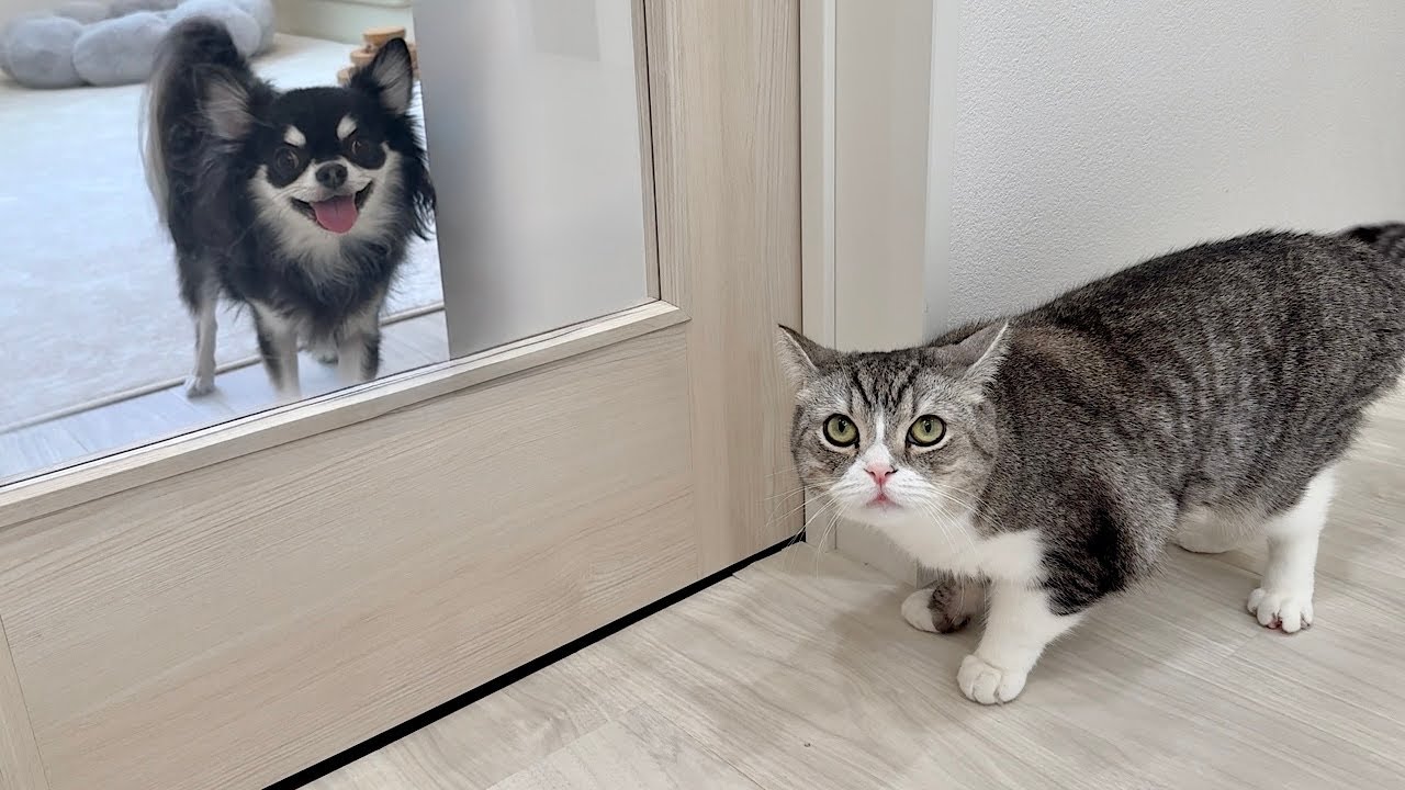 For some reason, I brought a Chihuahua home, and this is what