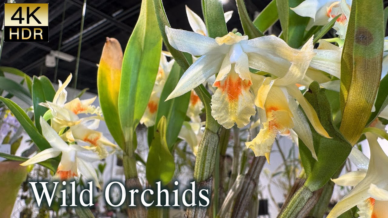 4K HDR Orchid】 Wild Orchid Exhibition 2025 at Tsukuba Botanical