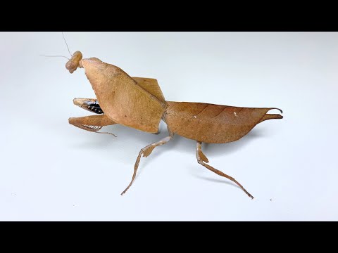 カマキリパパ【4年 理科上1-19、下1-18、社会上1-6、9-