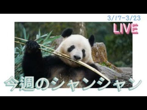 今週のシャンシャン - YouTube