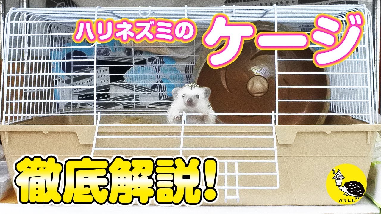 ハリネズミ用ケージ徹底解説！ケージの中の飼育用品、レイアウトも