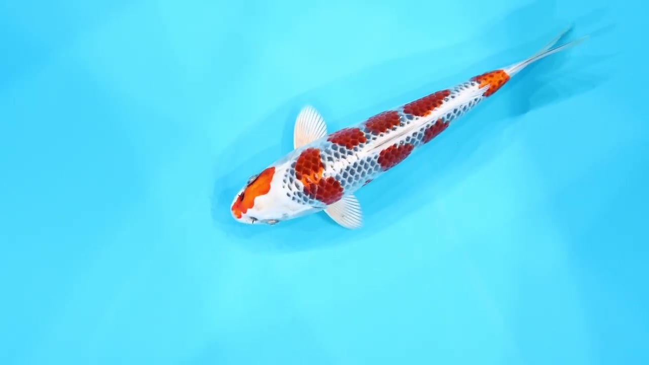 若鯉大会スペシャルオークション！】260302-060の出品鯉のご紹介