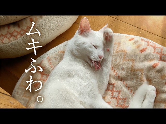 The cat ○○○○○ is very cute. - YouTube