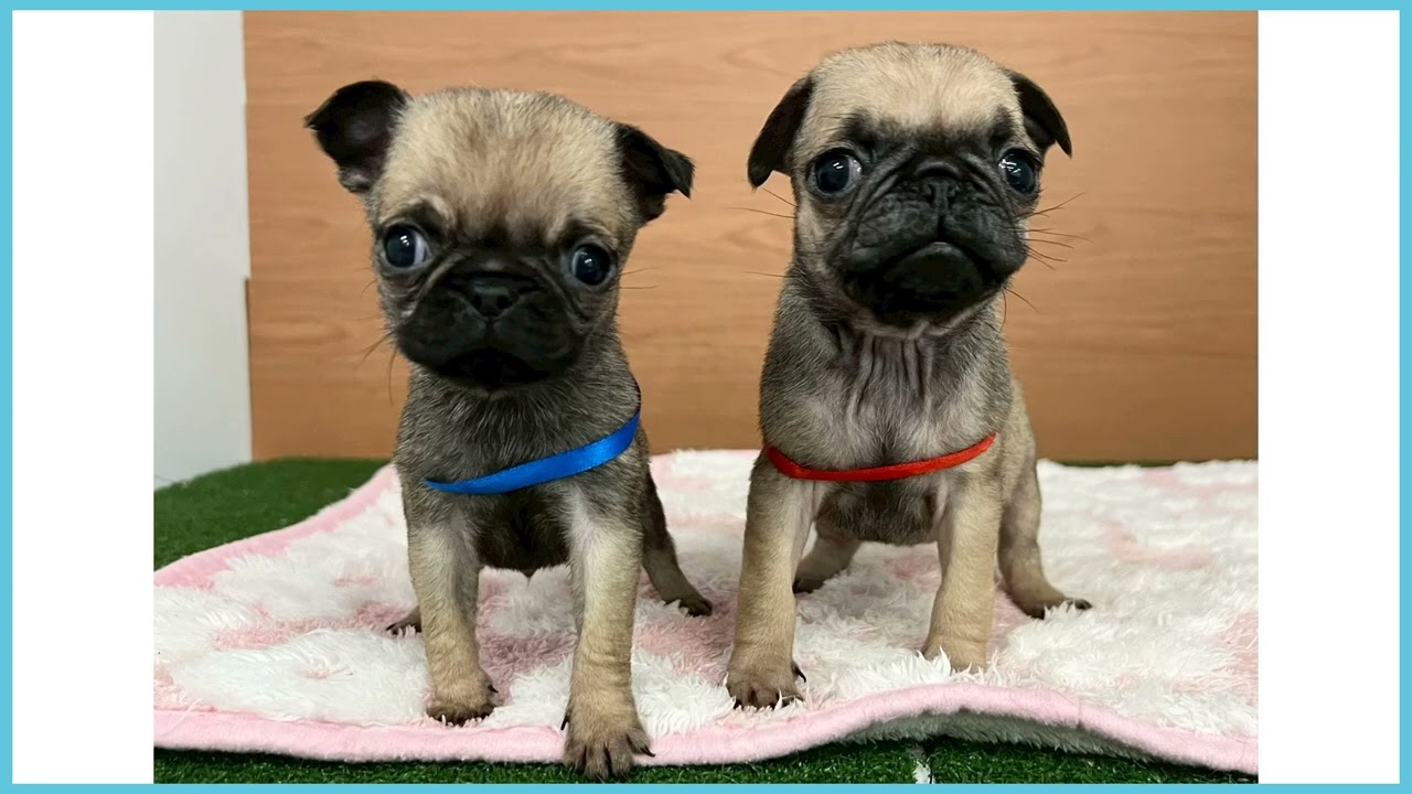 748336 パグ - YouTube