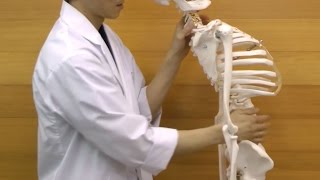 フレッド・骨格モデル，直立型スタンド仕様 | 日本スリービー