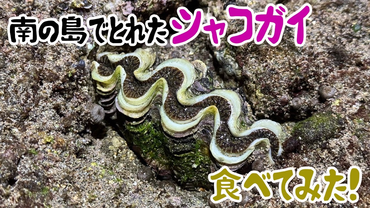 Completely revised giant clam package - YouTube