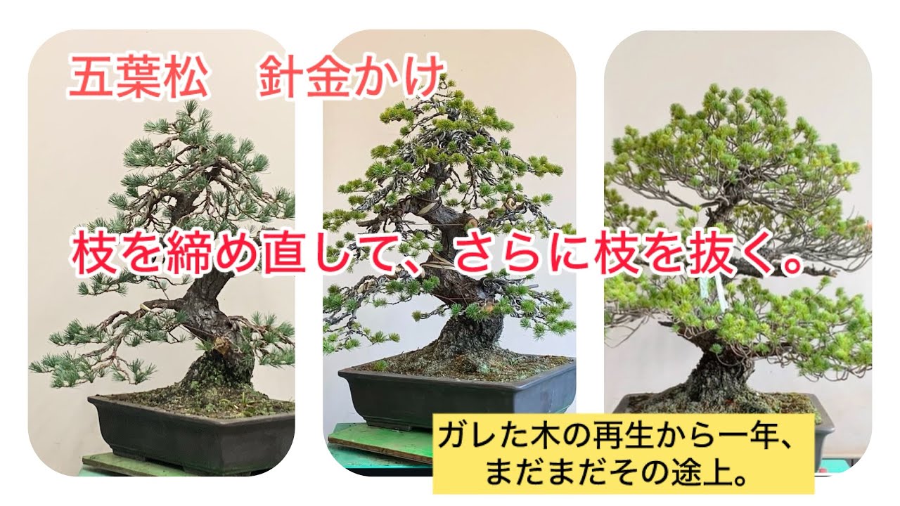 貴風盆栽、赤石五葉松、山採取20年 目立った傷汚れなし 貴風盆栽、赤石