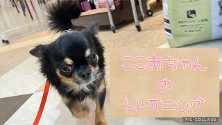 犬の幼稚園】✨ここあちゃんのトレーニング✨ - YouTube