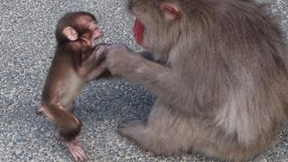 Finally Unveiled! Our #1 Most Adorable Baby Monkey Moment? Don't