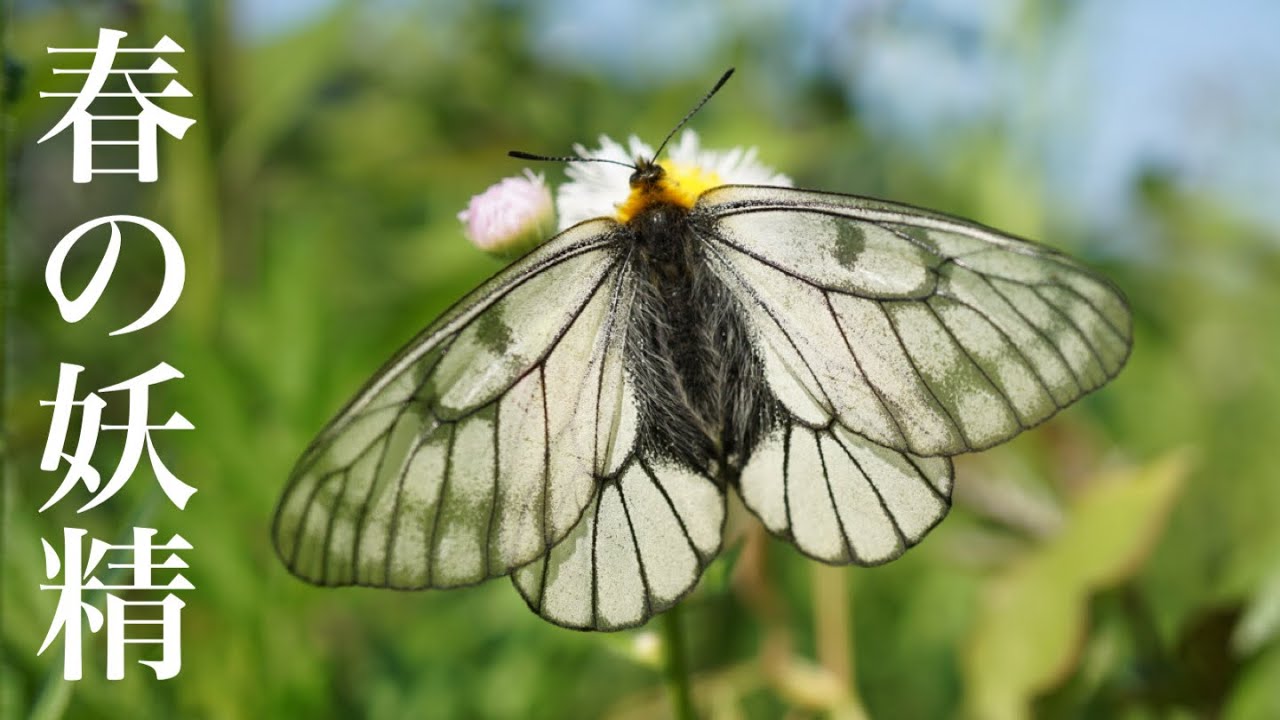 昆虫採集】ウスバシロチョウが無限に舞うポイントを見つけてしまいまし