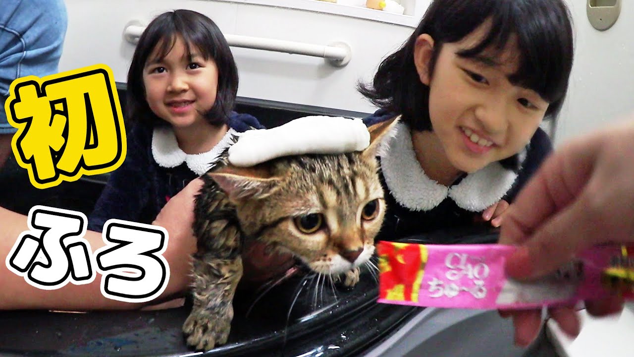 Mocha's first bath♪ How to make your cat love baths☆himawari-CH