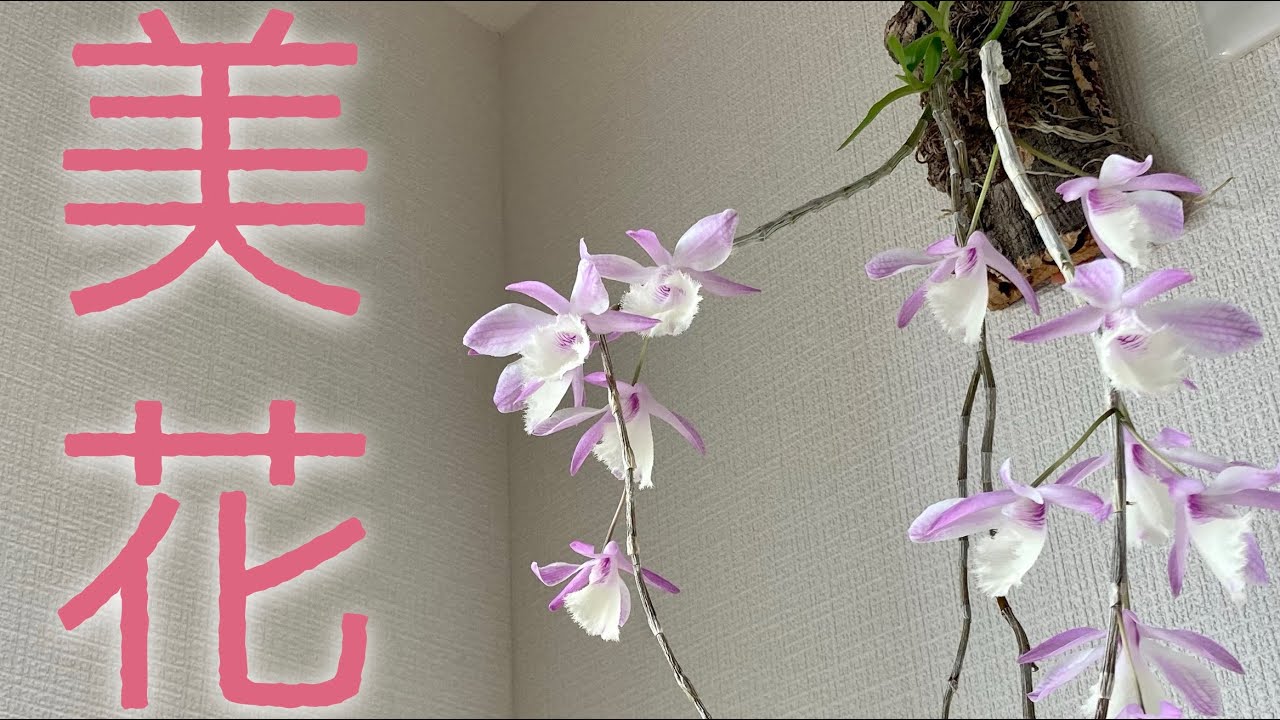 まさに板付向きの洋蘭。アフィルムが咲きました。Dendrobium aphyllum