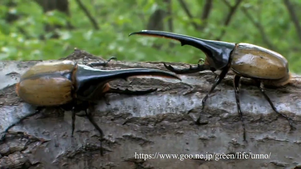 ヘラクレスオオカブトの闘い（原名亜種）Fight Dynastes hercules
