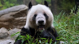 2026.01.09 今日のパンダ（4049日目）[8K] - YouTube