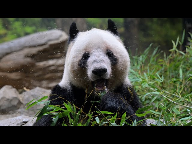 2026.01.09 今日のパンダ（4049日目）[8K] - YouTube