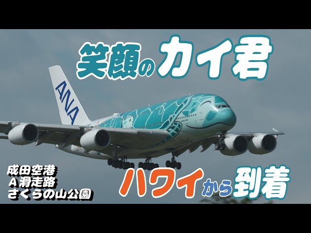 4K】成田空港 さくらの山公園 全日空 超巨大旅客機 フライング・ホヌ