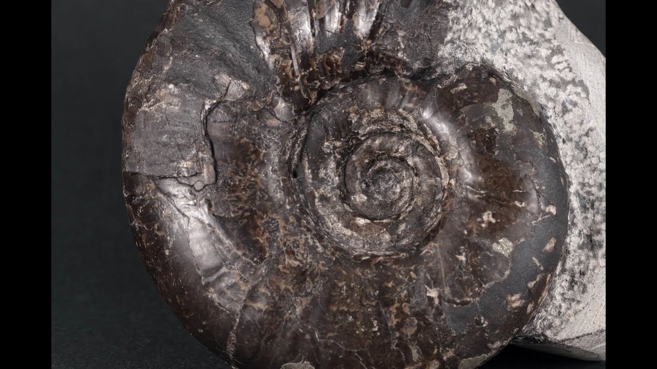 アンモナイト化石 北海道産 アナゴードリセラス 494g / Anagaudryceras