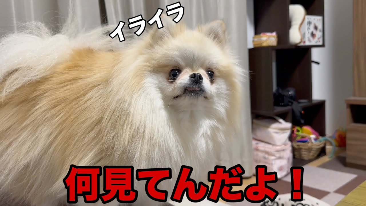 衝撃のラスト】やることが面白すぎる3匹の愉快なポメラニアン - YouTube