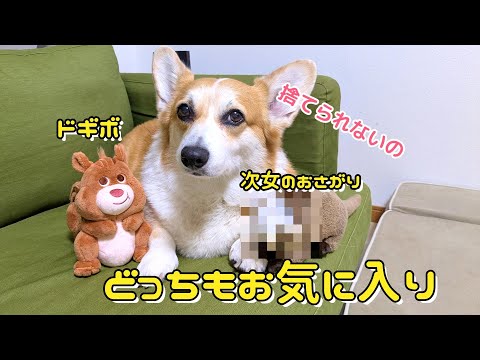 コーギーと仲間たち - YouTube