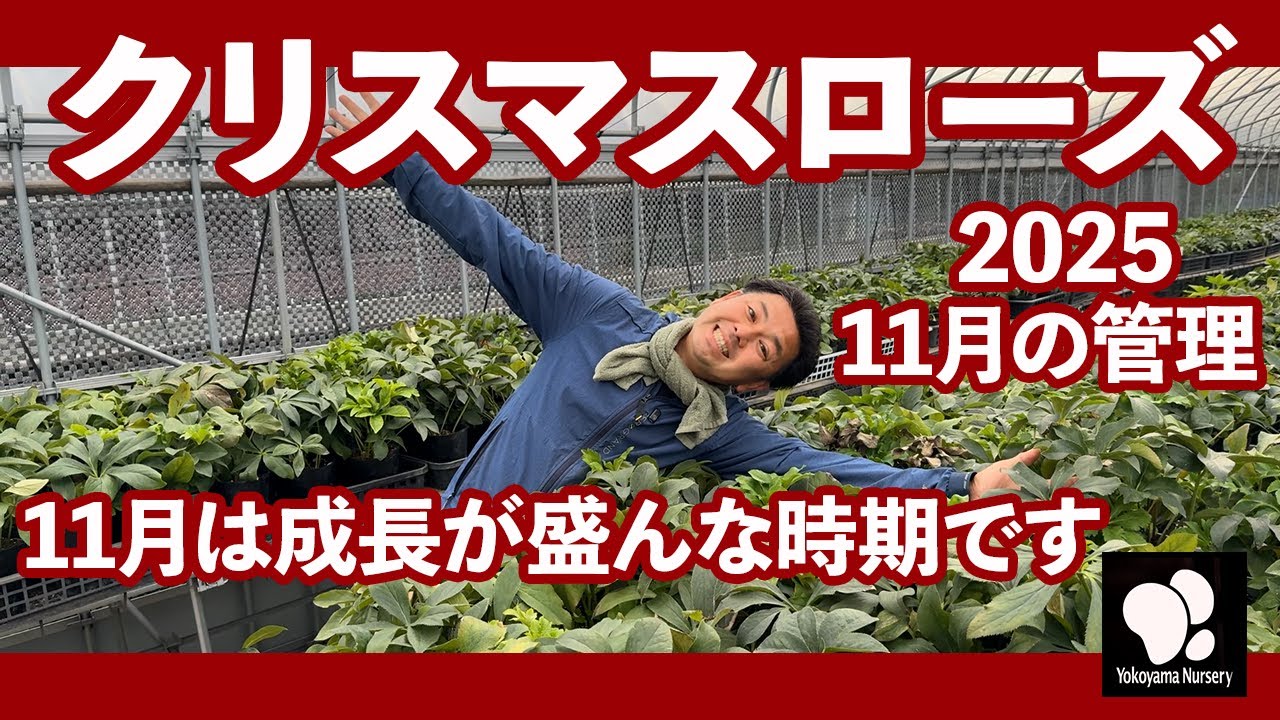 Christmas Rose Care in November ◇Yokoyama Gardening Official
