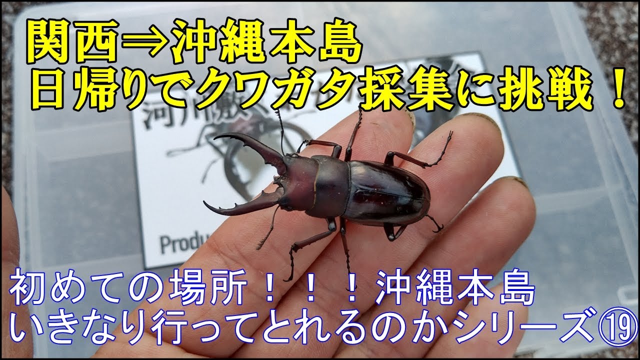 A one-day trip from Kansai to Okinawa Island to try and collect