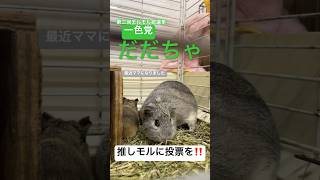 モルモット全頭紹介【足立区生物園】