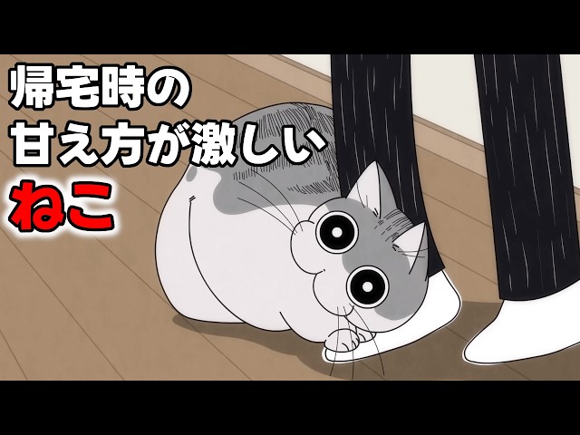 The Most Intense Cat Welcome Ever! Non-Stop Nuzzles! | Eng Sub