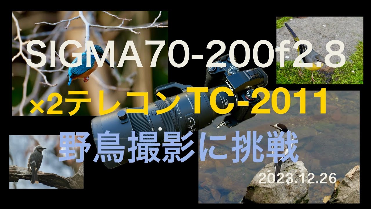 SIGMA 70-200mm F2.8】2倍テレコンバータTC-2011をつけて野鳥撮影に