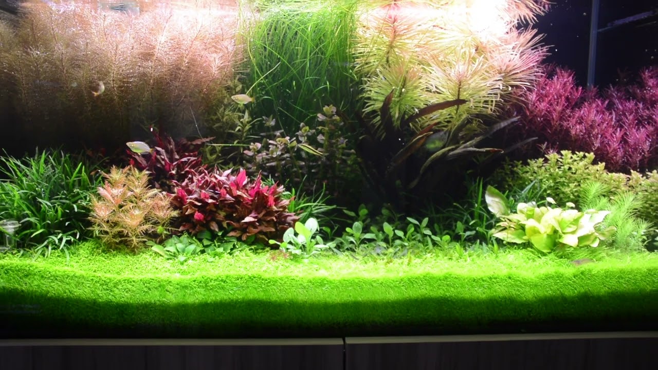水草の色彩や形を楽しめるダッチアクアリウム！ - YouTube
