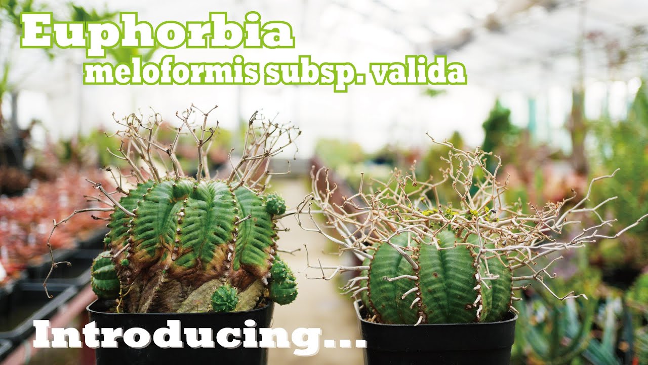 All about Euphorbia valida (meloformis subsp.) Special feature on