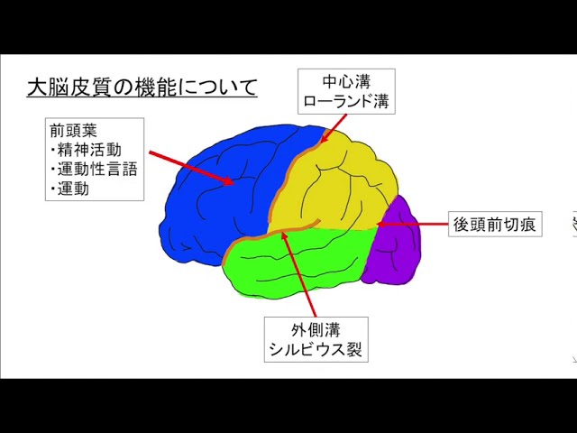 前頭葉・頭頂葉・側頭葉・後頭葉の脳機能（中枢）について 解剖