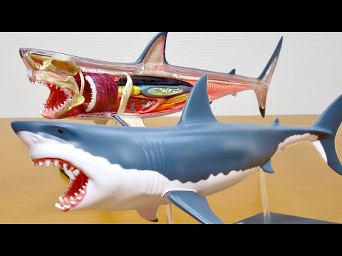 ホホジロザメの体の中が見れる! 4D VISION GREAT WHITE SHARK ANATOMY