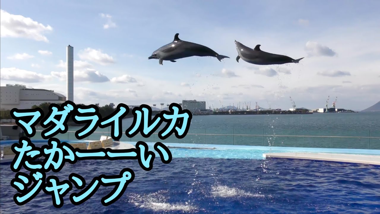 マダライルカ ジャンプの練習をしています【四国水族館】Pantropical
