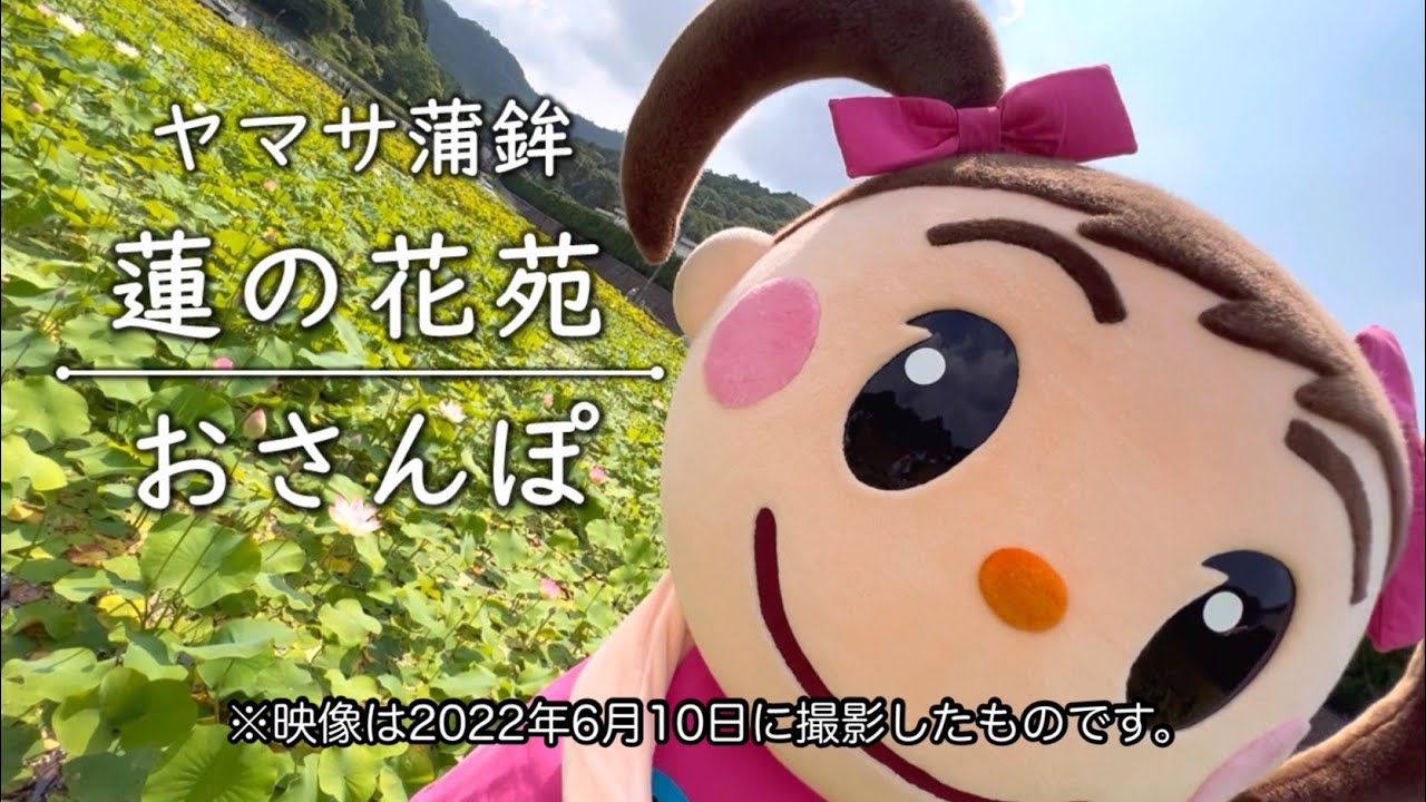 ヤマサ蒲鉾・蓮の花苑】さっちゃんのおさんぽ（2022.6.10撮影） - YouTube