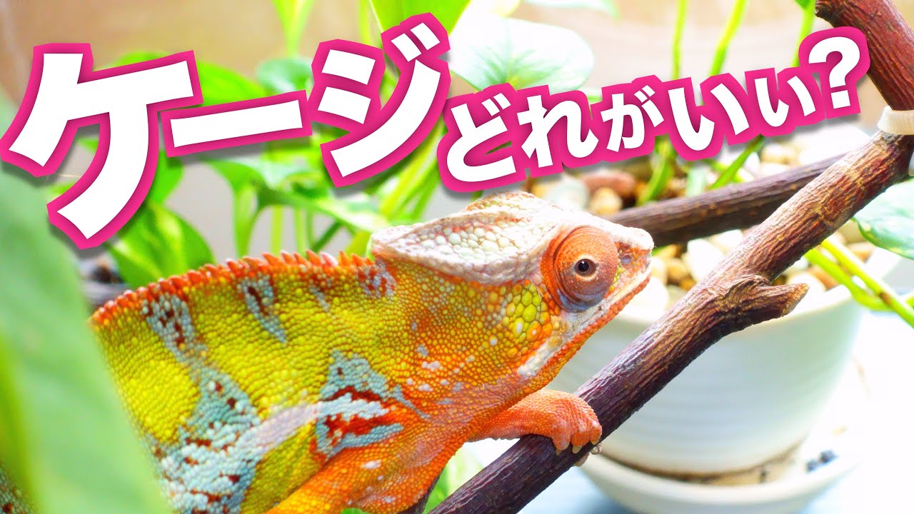 ケージはガラス？メッシュ？カメレオンのケージの選び方【解説
