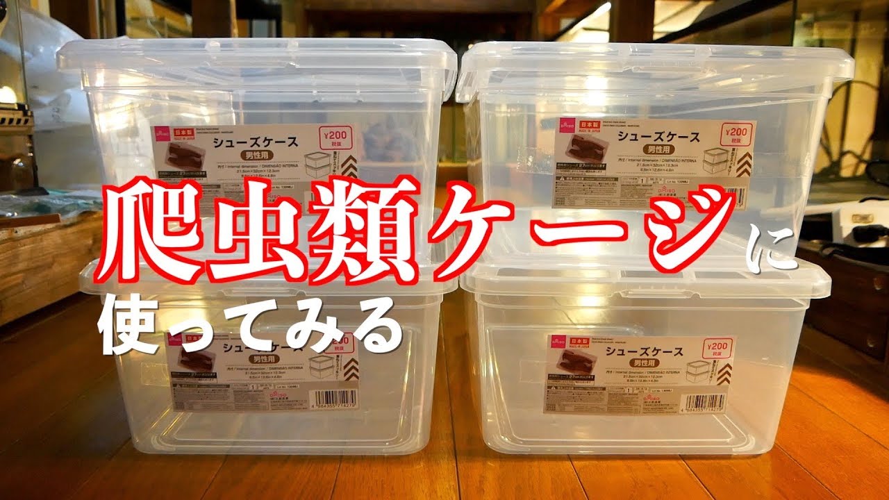シューズケースで爬虫類を飼う - YouTube