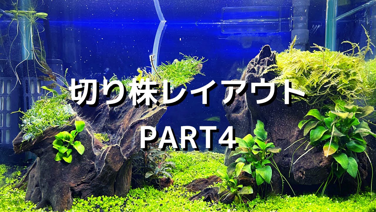 GEX水槽セット】切り株レイアウトpart 4【スタンプウッド】 - YouTube