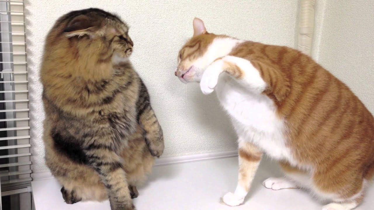 ネコパンチ Fighting cat：関戸光賀 - YouTube