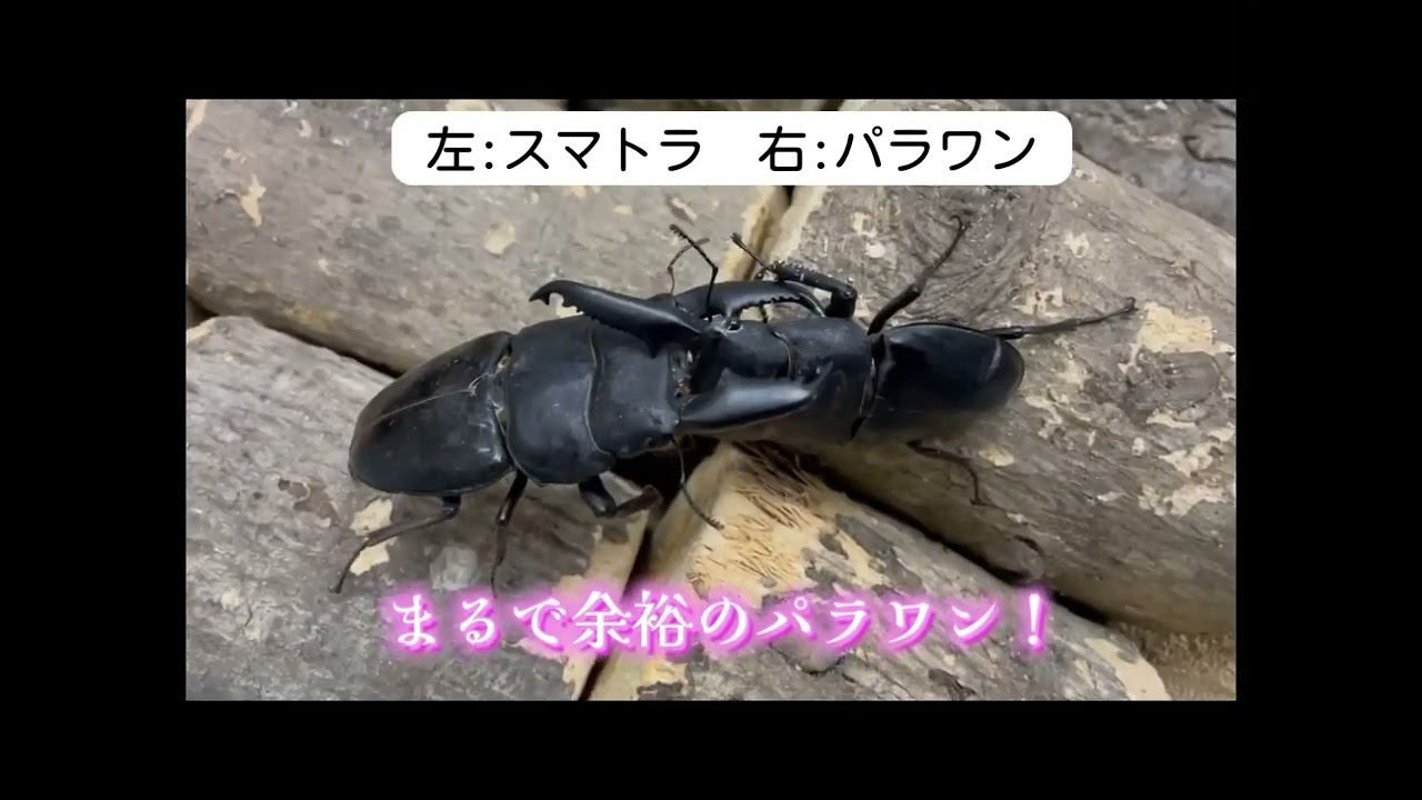 100mm対決！ パラワンオオヒラタ×スマトラオオヒラタ！ - YouTube