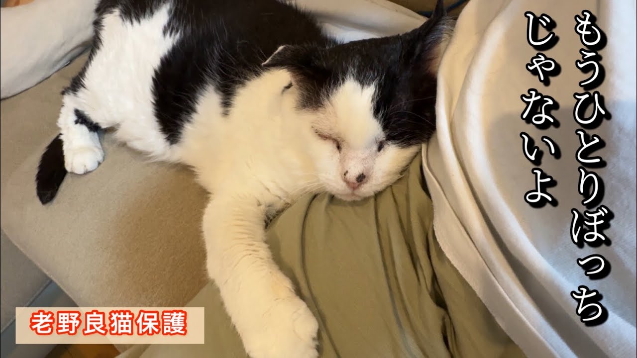 Emergency Rescue of an Old Stray Cat] You're not alone anymore! A