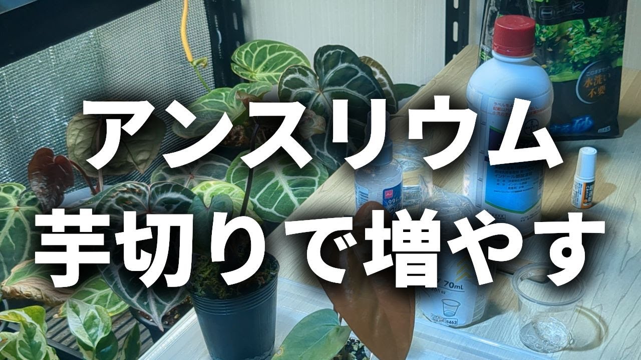 アンスリウム KOS x RedCrystalinumの育て方と購入方法と管理の注意点