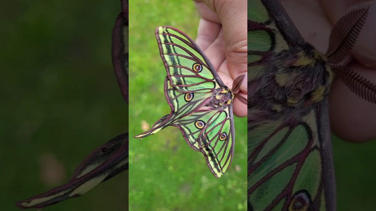 Graellsia isabellae / Spanish moon moth - YouTube