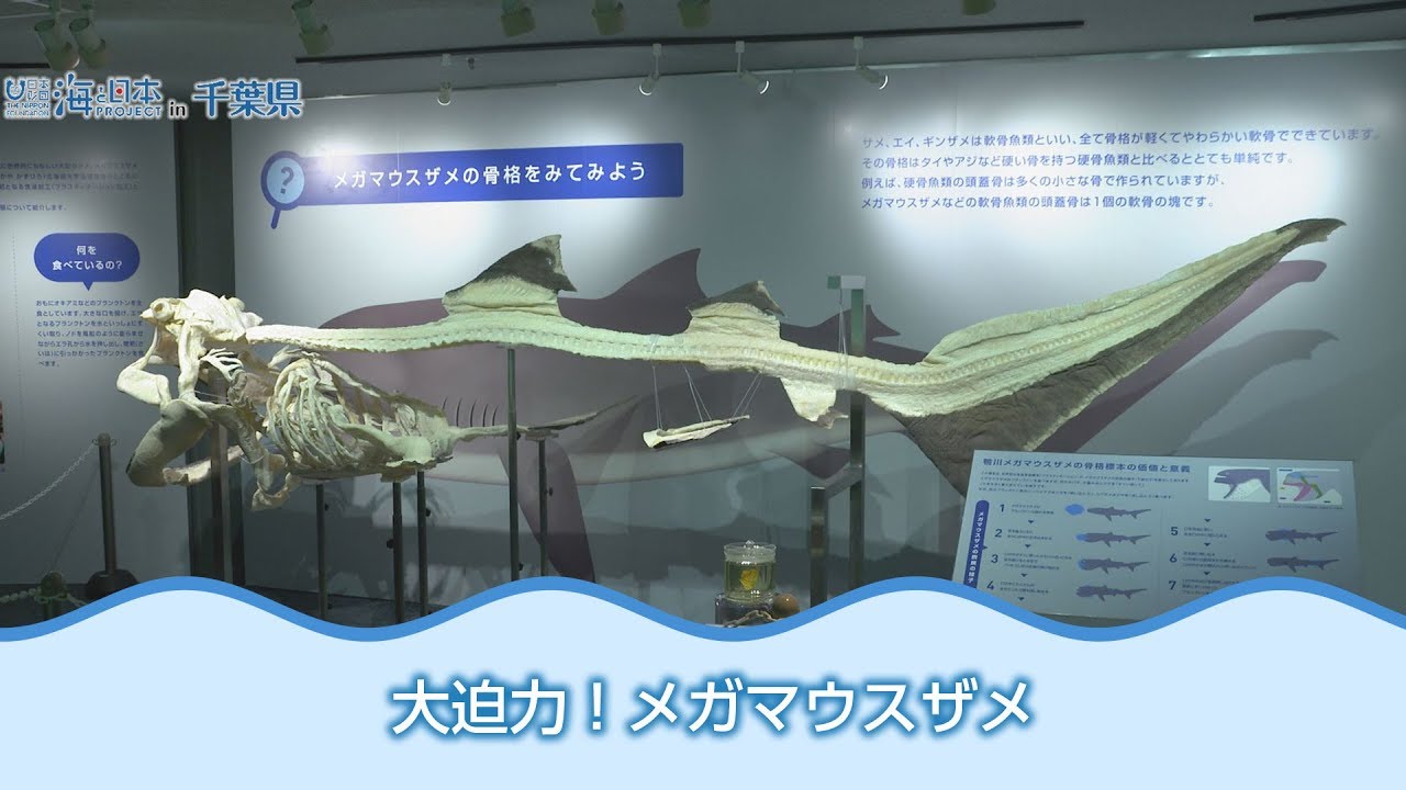 世界初 メガマウスザメの全身骨格標本 日本財団 海と日本PROJECT in