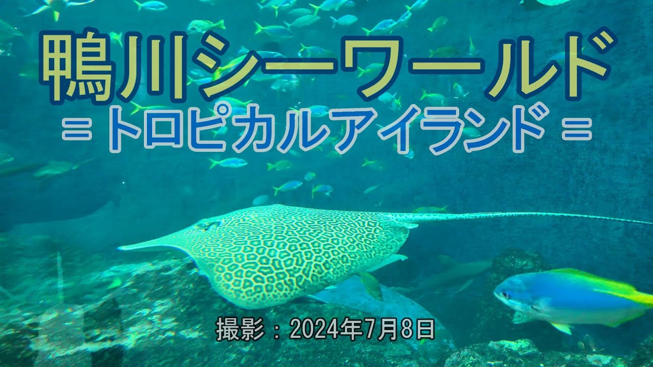 鴨川シーワールド = トロピカルアイランド = [4K] Kamogawa Sea World
