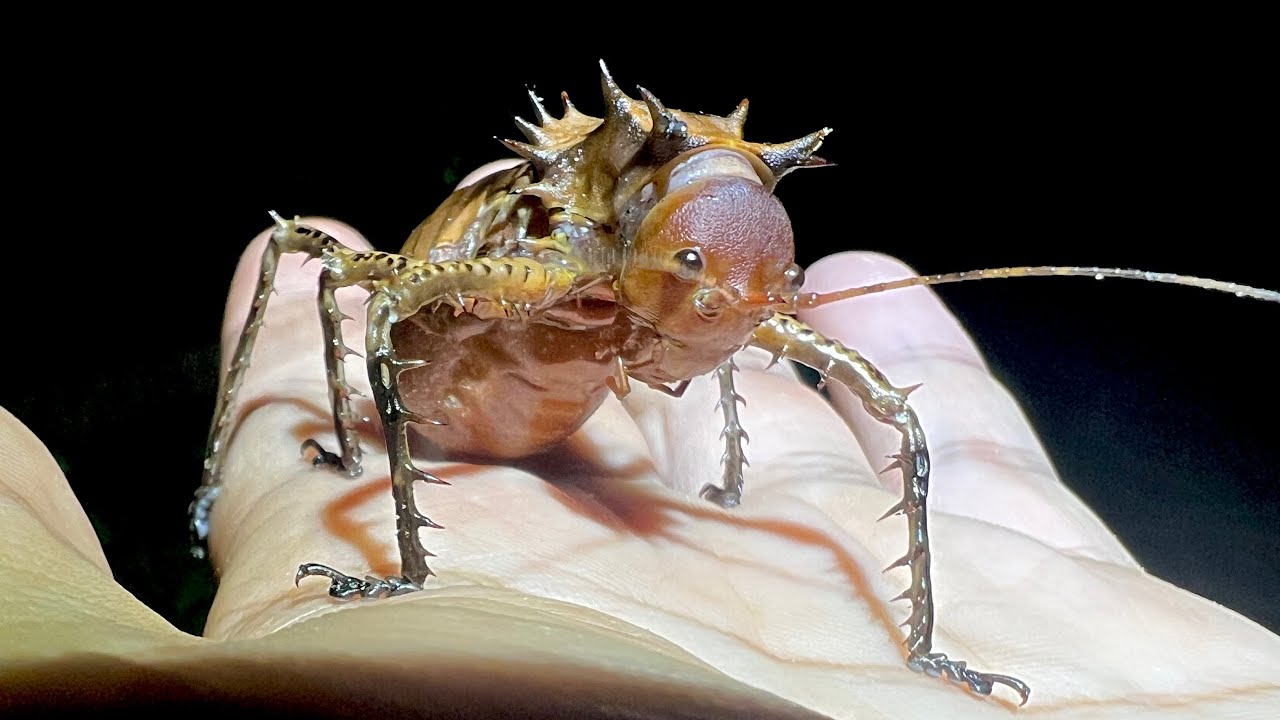 A monster cricket wearing an armor of thorns was captured deep in