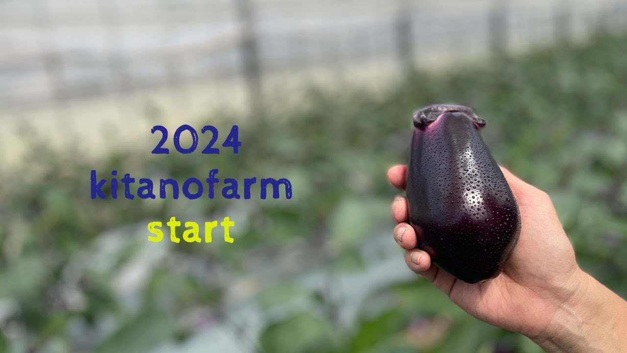 2024年度は泉州水なす・貝塚澤なす両方の茄子をよろしくお願いいたし