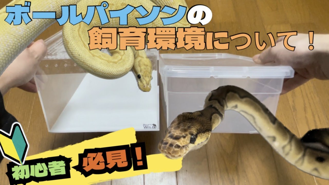 初心者必見】ボールパイソンの飼い方講座！【飼育環境】 - YouTube