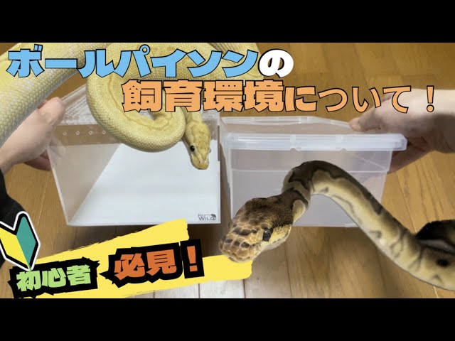 初心者必見】ボールパイソンの飼い方講座！【飼育環境】 - YouTube
