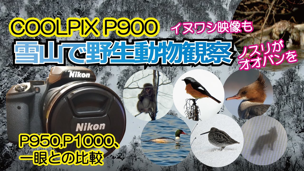 ④野生動物観察】☆超望遠2000mm最強コンデジ【Nikon COOLPIX P900実力
